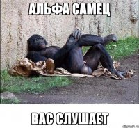 альфа самец вас слушает