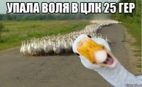 упала воля в цлк 25 гер 