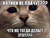 котики не плачут??? что же тогда делает этот???