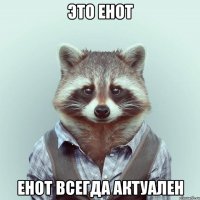 это енот енот всегда актуален