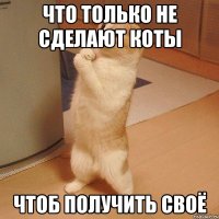 что только не сделают коты чтоб получить своё