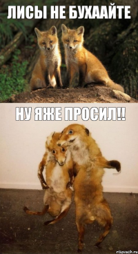 лисы не бухаайте ну яже просил!!