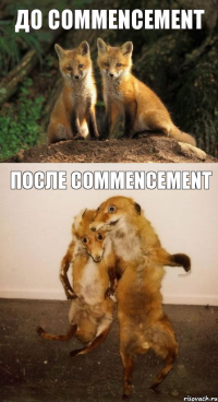 до COMMENCEMENT после COMMENCEMENT