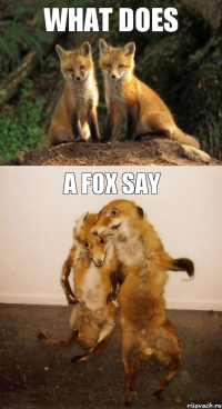 what does a fox say