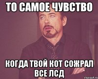 то самое чувство когда твой кот сожрал все лсд