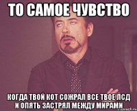 то самое чувство когда твой кот сожрал все твое лсд и опять застрял между мирами