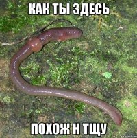 как ты здесь похож н тщу