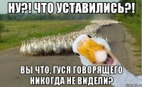 Ну?! Что уставились?! Вы что, гуся говорящего никогда не видели?