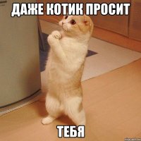 даже котик просит тебя