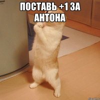 поставь +1 за антона 