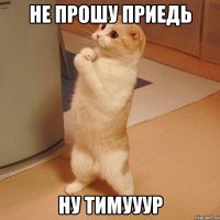 не прошу приедь ну тимууур