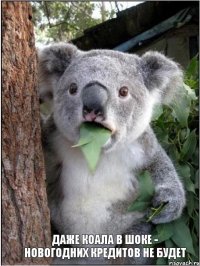 Даже коала в шоке - новогодних кредитов не будет