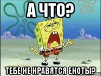 А что? Тебе не нравятся еноты?