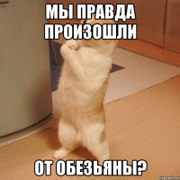 Мы правда произошли от обезьяны?