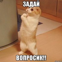 задай вопросик!!