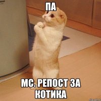 па МС. Репост за котика