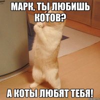 Марк, ты любишь котов? А коты любят тебя!