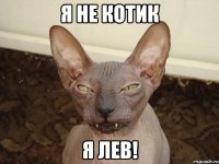 я не котик я лев!