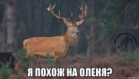  я похож на оленя?