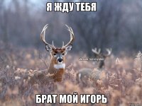 Я жду тебя Брат мой игорь