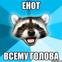 енот всему голова