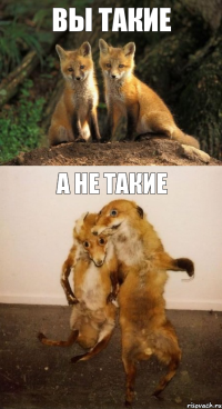 вы такие а не такие