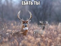 Ебать ты 