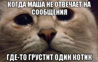 Когда Маша не отвечает на сообщения где-то грустит один котик