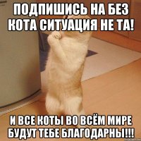 Подпишись на Без кота ситуация НЕ ТА! И все коты во всём мире будут тебе благодарны!!!