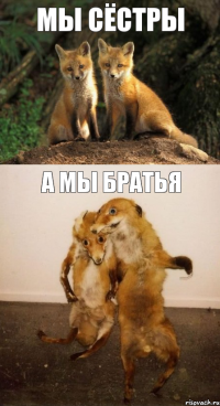 Мы сёстры А мы братья