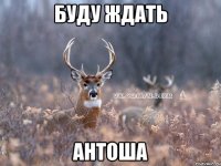 Буду ждать Антоша