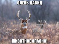 Олень Давид Животное опасно!