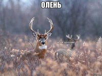 Олень 