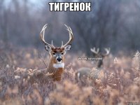 ТИГРЕНОК 