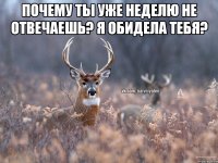 почему ты уже неделю не отвечаешь? я обидела тебя? 