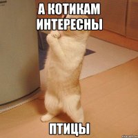 А котикам интересны птицы