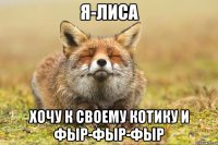 я-лиса хочу к своему котику и фыр-фыр-фыр