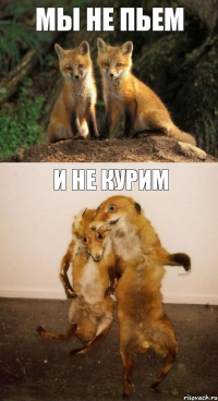 мы не пьем и не курим