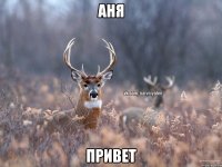 Аня Привет