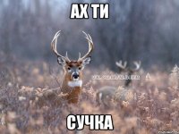 Ах ти сучка