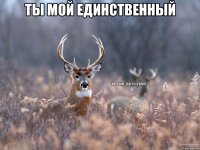 ты мой единственный 