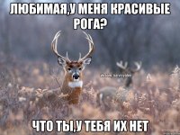 Любимая,у меня красивые рога? Что ты,у тебя их нет