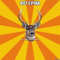 вот сучка 