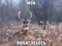 мой любит небось