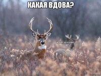 какая вдова? 