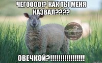 ЧЕГОООО!? как ты меня назвал???? ОВЕЧКОЙ?!!!!!!!!!!!!!!!!!