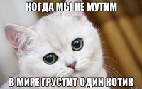 когда мы не мутим в мире грустит один котик