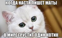 когда настя пишет маты в мире грустит один котик