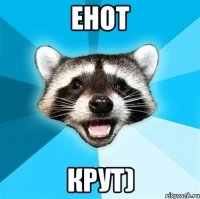 Енот крут)