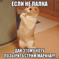 Если Не лалка дай этому коту позыритьстрим марика!!!